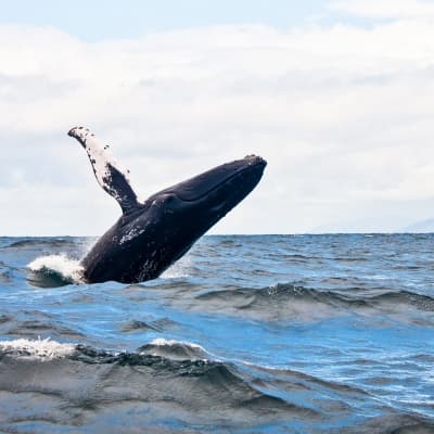 Observation des baleines à Tadoussac