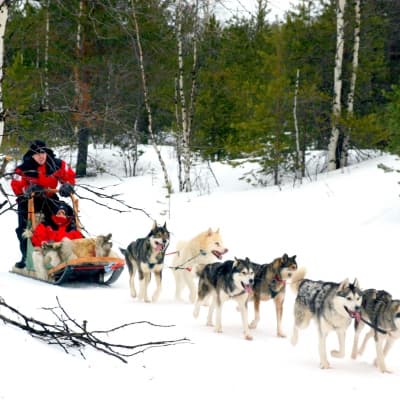 Balade traîneau à chiens (2 heures)