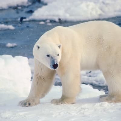 Croisière d’observation des ours