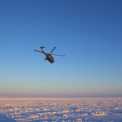 Excursion en hélicoptère sur la banquise et observation des Blanchons
