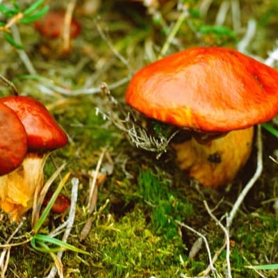 Mycologie - découverte de la nature