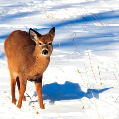 Observation de la faune