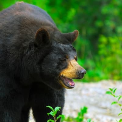 Observation de l'ours noir