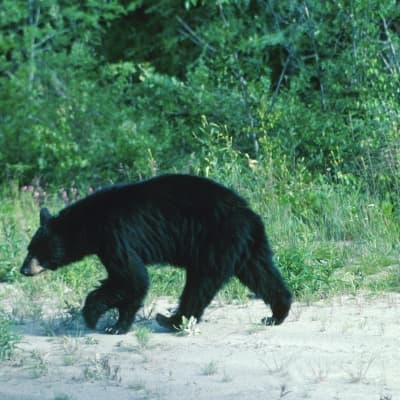 Tour en jeep pour observer les ours noirs et les castors