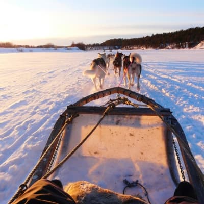 Traîneau à chiens et Hôtel de glace