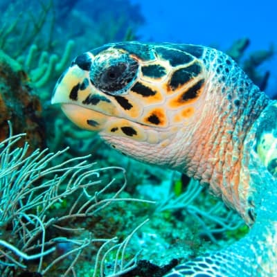 Snorkeling et nage avec les tortues
