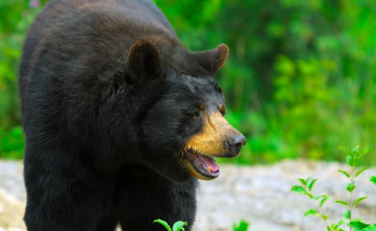 Observation de l'ours noir